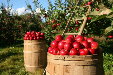 Российские садоводы потребовали тщательной проверки импортных яблок